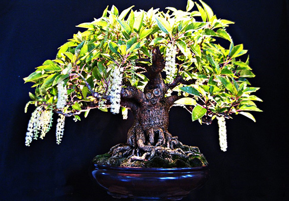 Ombú (Phytolacca dioica) Bonsai