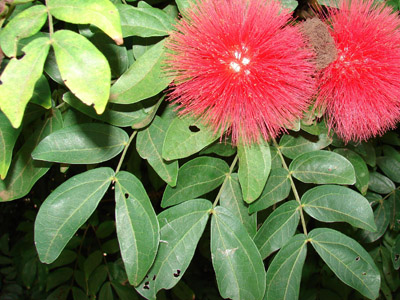 Carbonero (Calliandra bonsai)