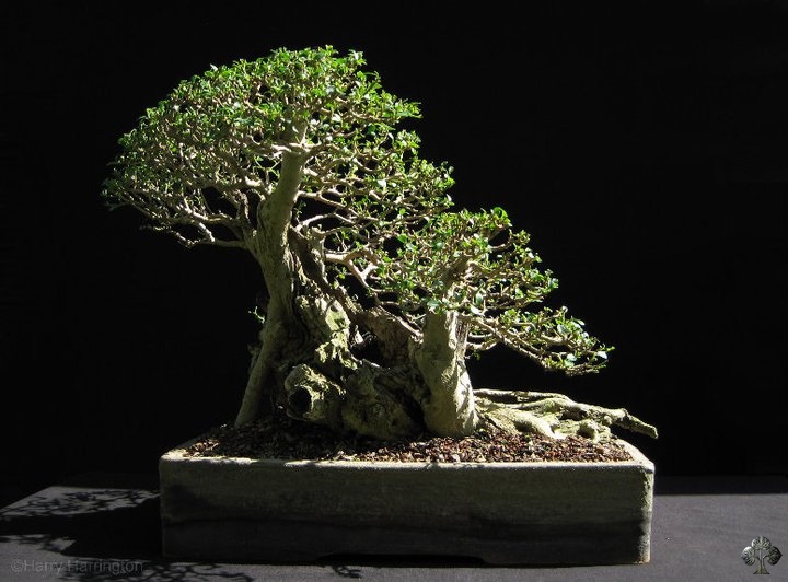 Ligustrum, Privet Bonsai tree