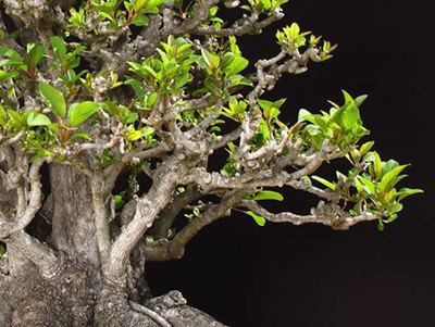 Ombú Bonsai (Phytolacca dioica)