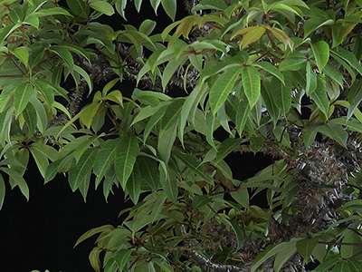 Palo Borracho Bonsai (Ceiba Speciosa)