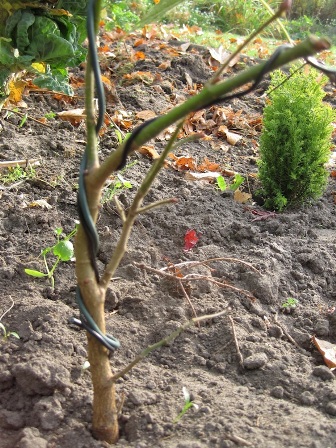 Bonsai trunk bend and prune