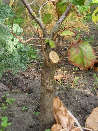 Bonsai trunk cut and grow