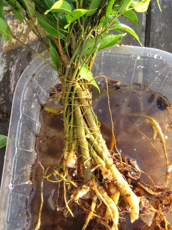 Bonsai trunk merging