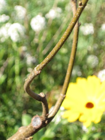 Bonsai trunk yearly pruning