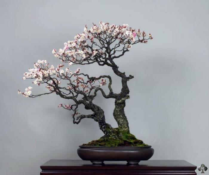 Bonsái de Prunus Mume (Albaricoque Japonés)