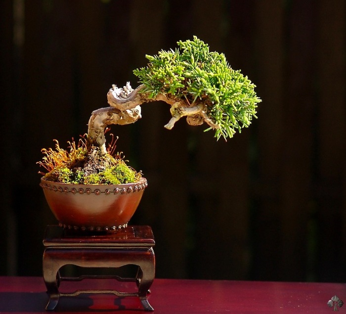 Juniper shohin bonsai